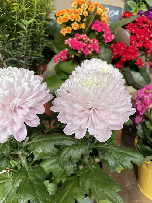 chrysanthème pom violette Gex